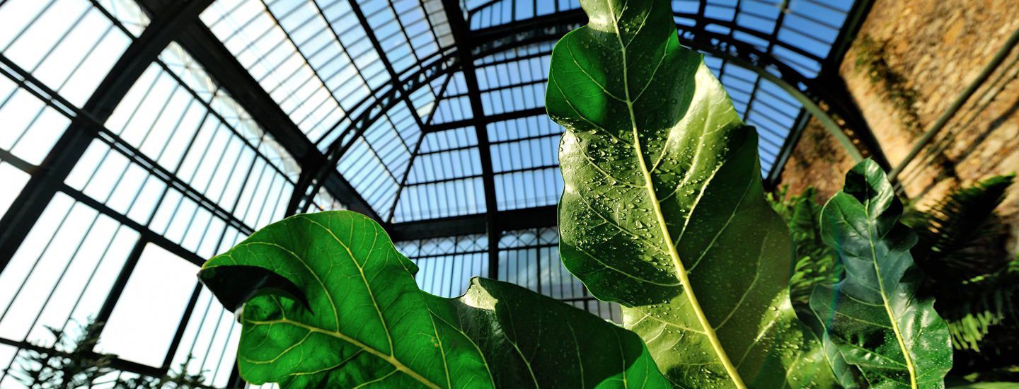 Graine De Jardin Rouen Best Of Grandes Serres Du Jardin Des Plantes