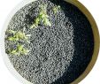 Graine De Jardin Rouen Charmant Au Jardin Des Plantes De Rouen Germination En Cours Des