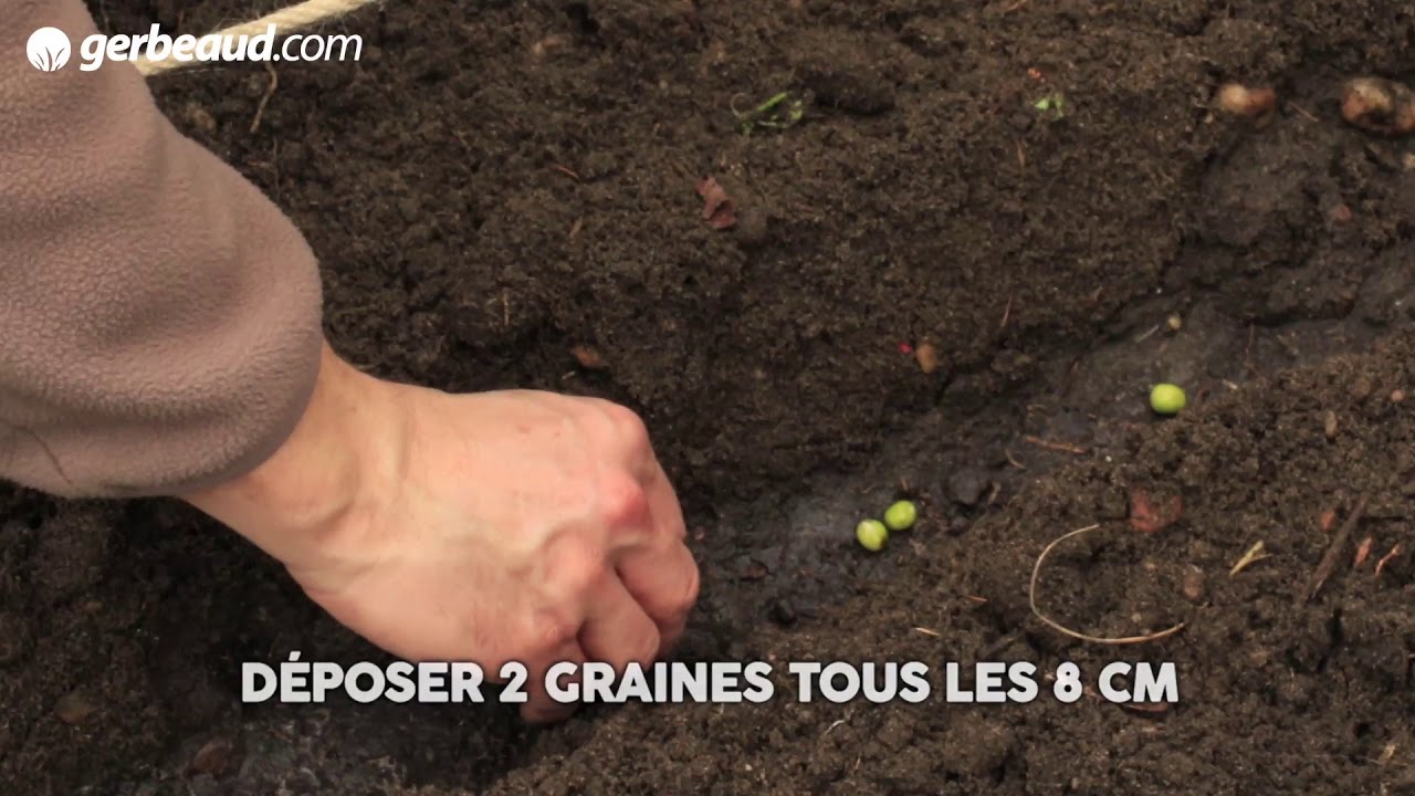 Graine De Jardin Rouen Charmant Pourpier Semis Culture Et Récolte