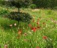 Graine De Jardin Rouen Inspirant Le Jardin Plume Auzouville Sur Ry 2020 All You Need to