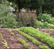 Graine De Jardin Rouen Inspirant Les Jardins De Reve De Luc