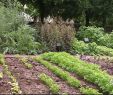 Graine De Jardin Rouen Inspirant Les Jardins De Reve De Luc