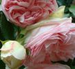 Grosse Pierre Pour Jardin Nouveau Les Roses De Mon Jardin
