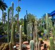 Hotel Jardin Tropical Charmant the Many Cacti Found In the Jardin Majorelle Marrakech