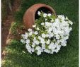 Idee Amenagement Jardin Frais Cascade De Fleurs