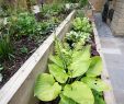 Idee Amenagement Jardin Frais Modern Garden with A Rustic Twist Profesjonalista