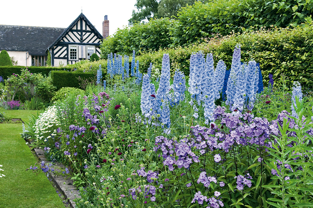 Idee Amenagement Jardin Luxe Delphinium Ou Pied D Alouette Culture Et Entretien