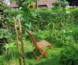 Idee Amenagement Petit Jardin Génial Permaculture Wikiwand
