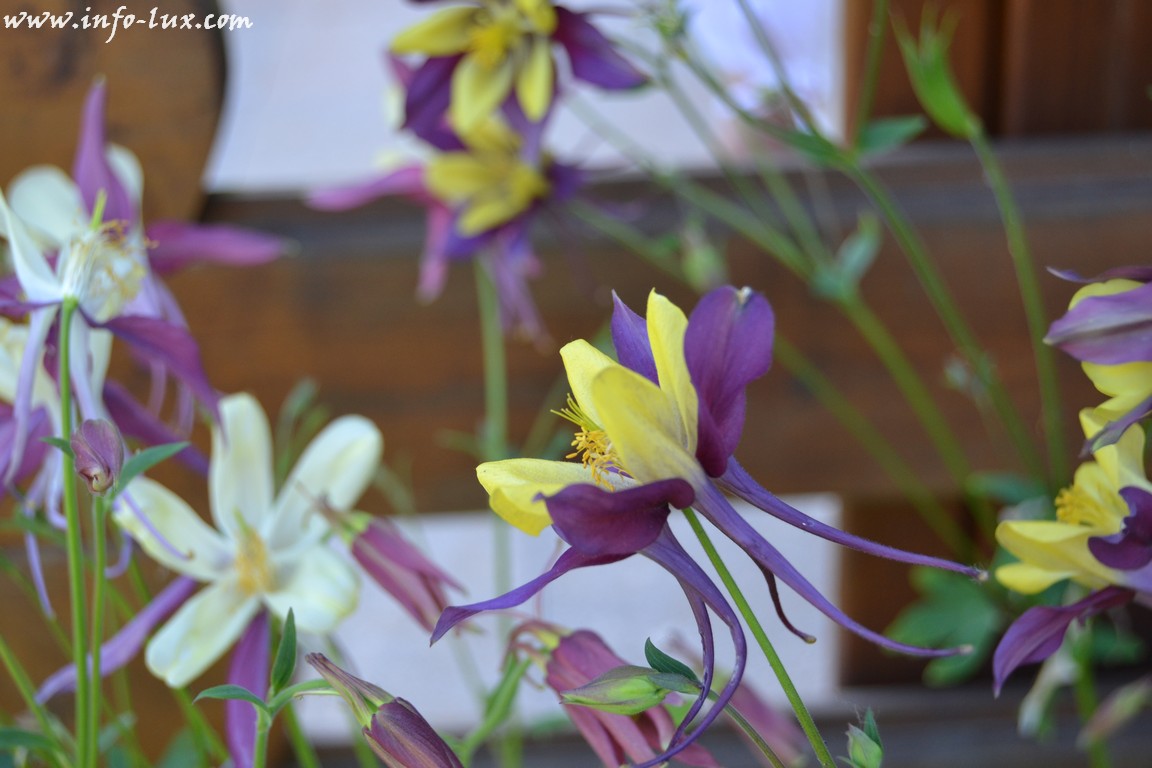 chinyjardin0137