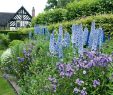 Idee Amenagement Petit Jardin Nouveau Delphinium Ou Pied D Alouette Culture Et Entretien