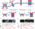 Idee Deco Jardin Frais Optogenetic Engineering to Probe the Molecular Choreography