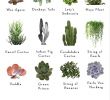 Idée Jardin Zen Élégant 182 Best Waterwise Plants & Succulents Images