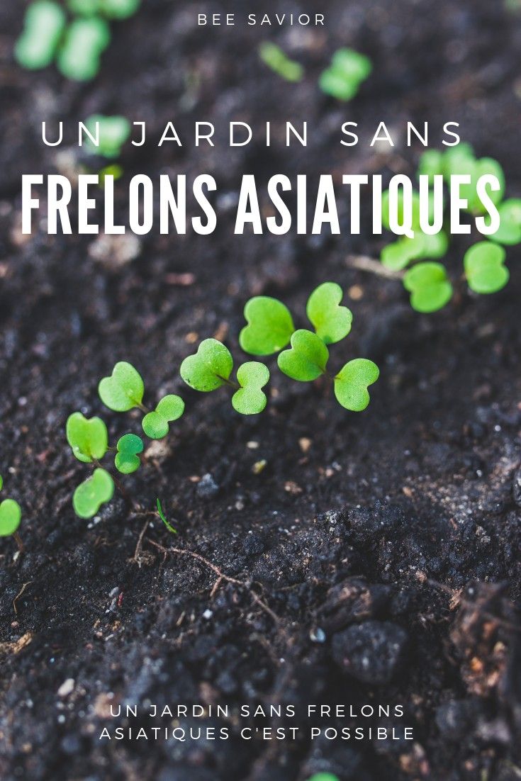Insectes Du Jardin Best Of Avoir Un Potager C Est Le Rªve Et La Réalité De Beaucoup De