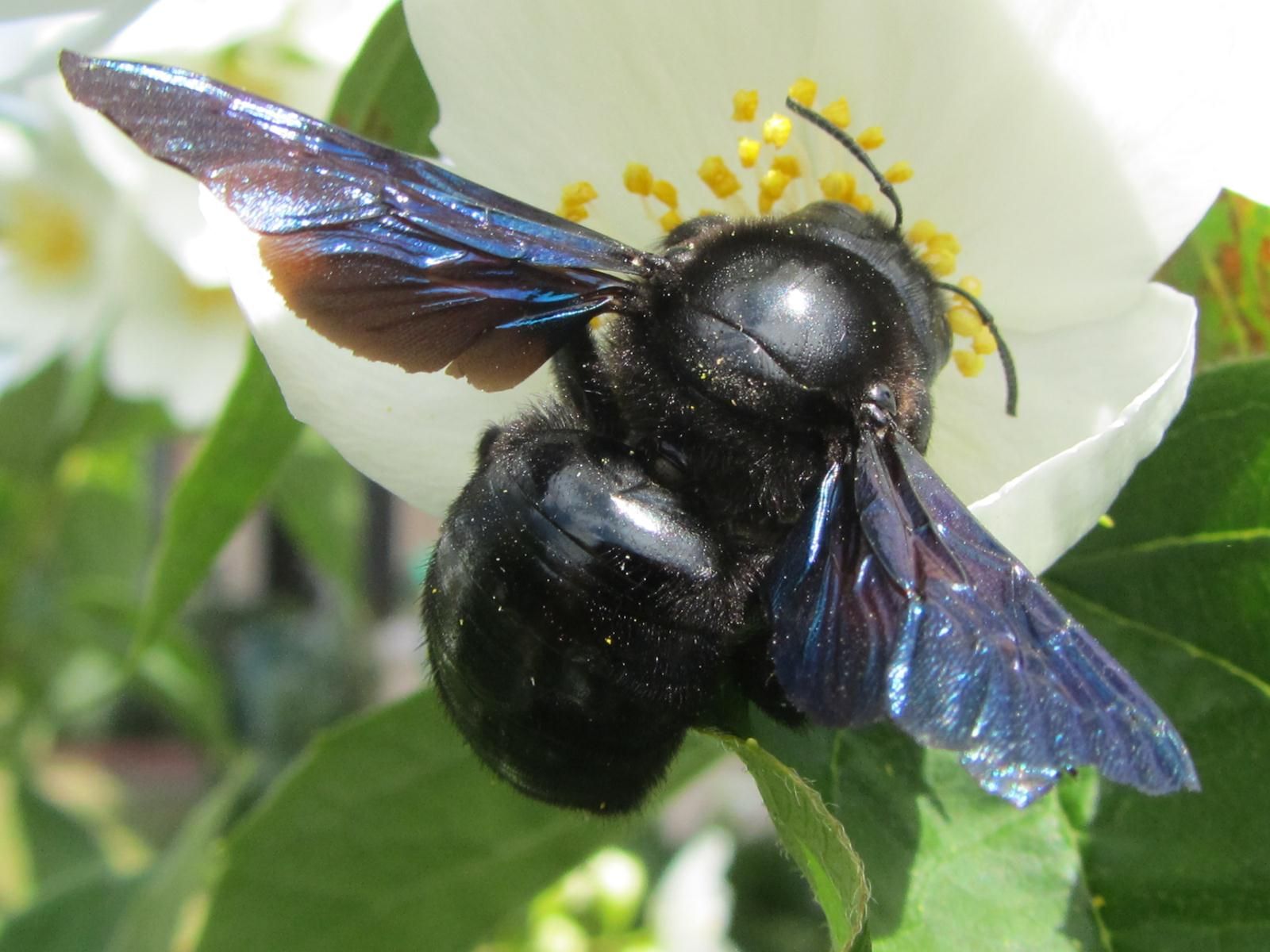 Insectes Du Jardin Best Of tout Savoir Sur L Abeille solitaire