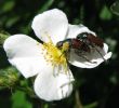 Insectes Du Jardin Charmant File Thomas Bresson Phyllopertha Horticola Copulation by