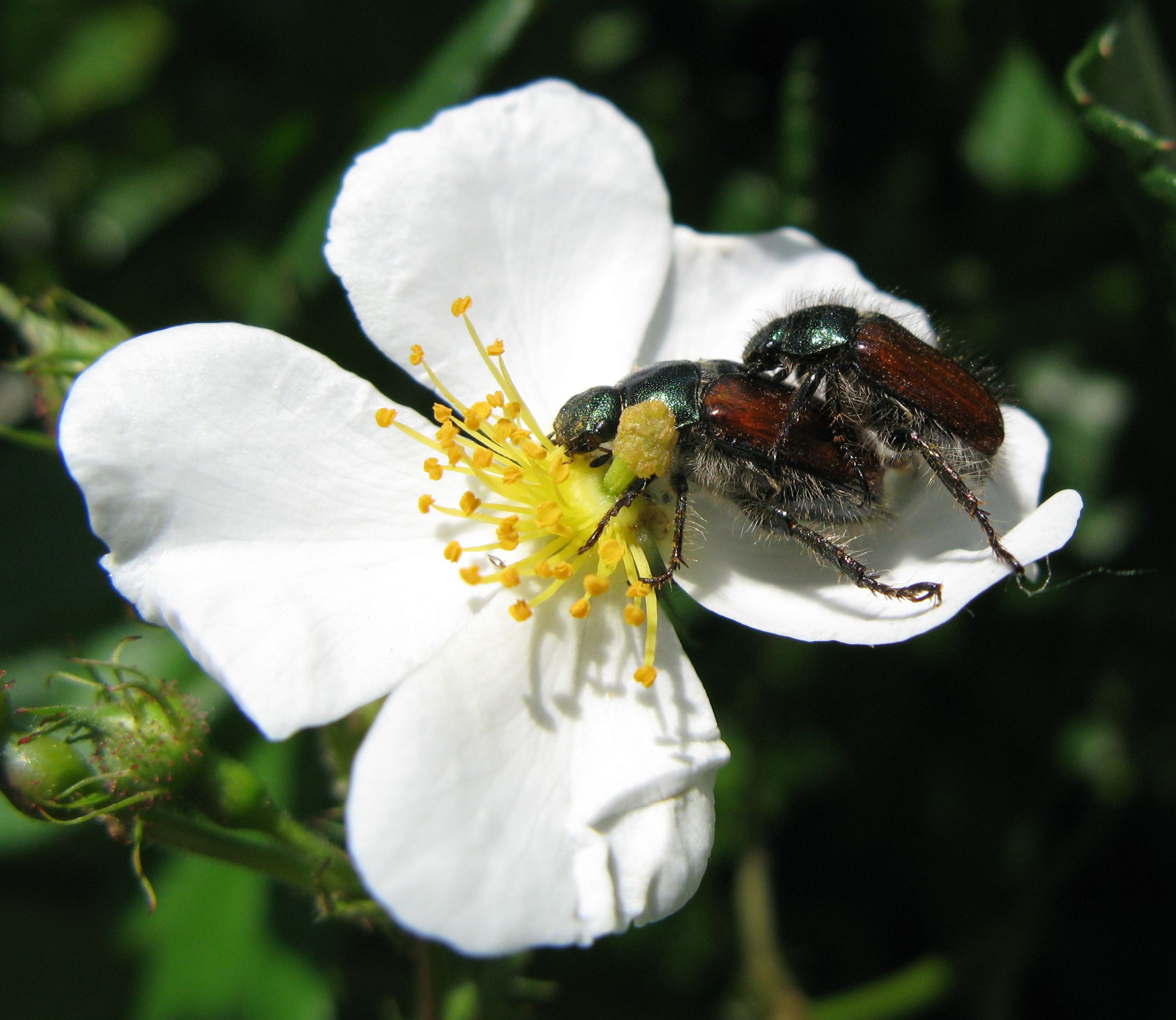 Thomas Bresson Phyllopertha horticola copulation by