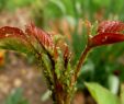 Insectes Du Jardin Frais Puceron Vert Du Rosier — Wikipédia