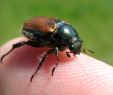 Insectes Du Jardin Génial File Thomas Bresson Phyllopertha Horticola by