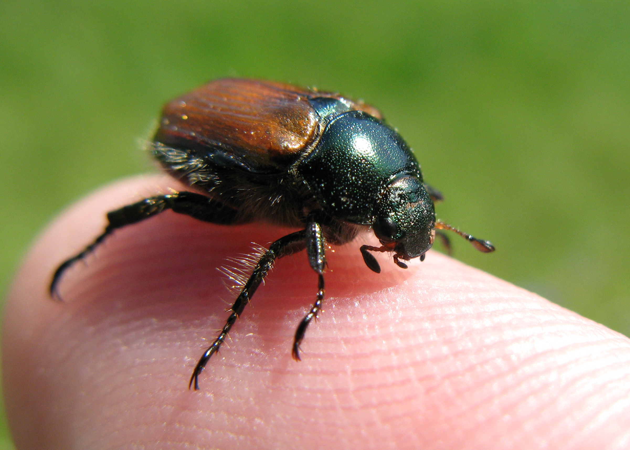 Thomas Bresson Phyllopertha horticola by