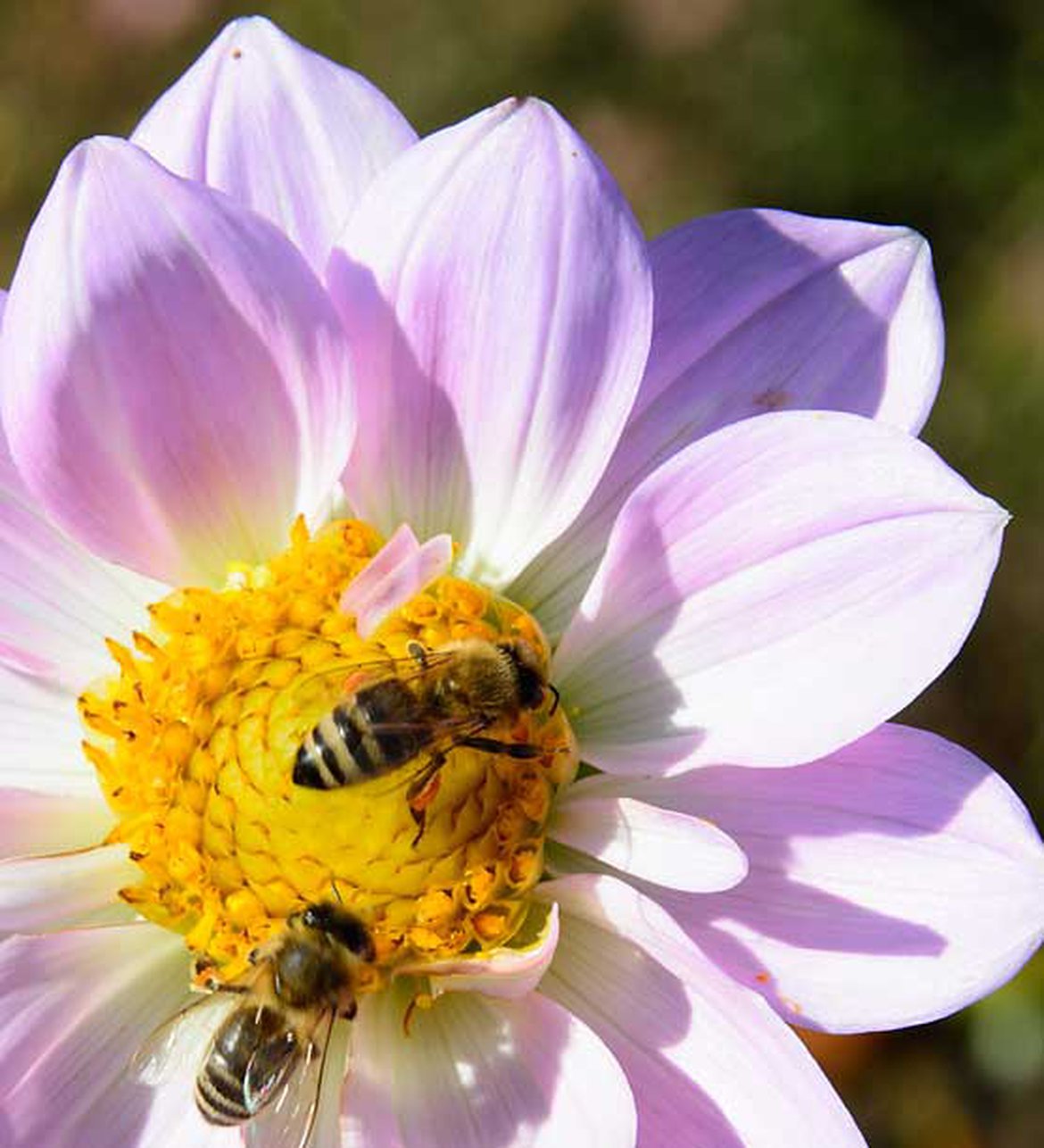 abeilles sur dahlia 1170x0 q85 subsampling 2 upscale