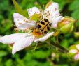 Insectes Du Jardin Inspirant Avis Et Photos De La Piscine De L Parque Vacacional Eden