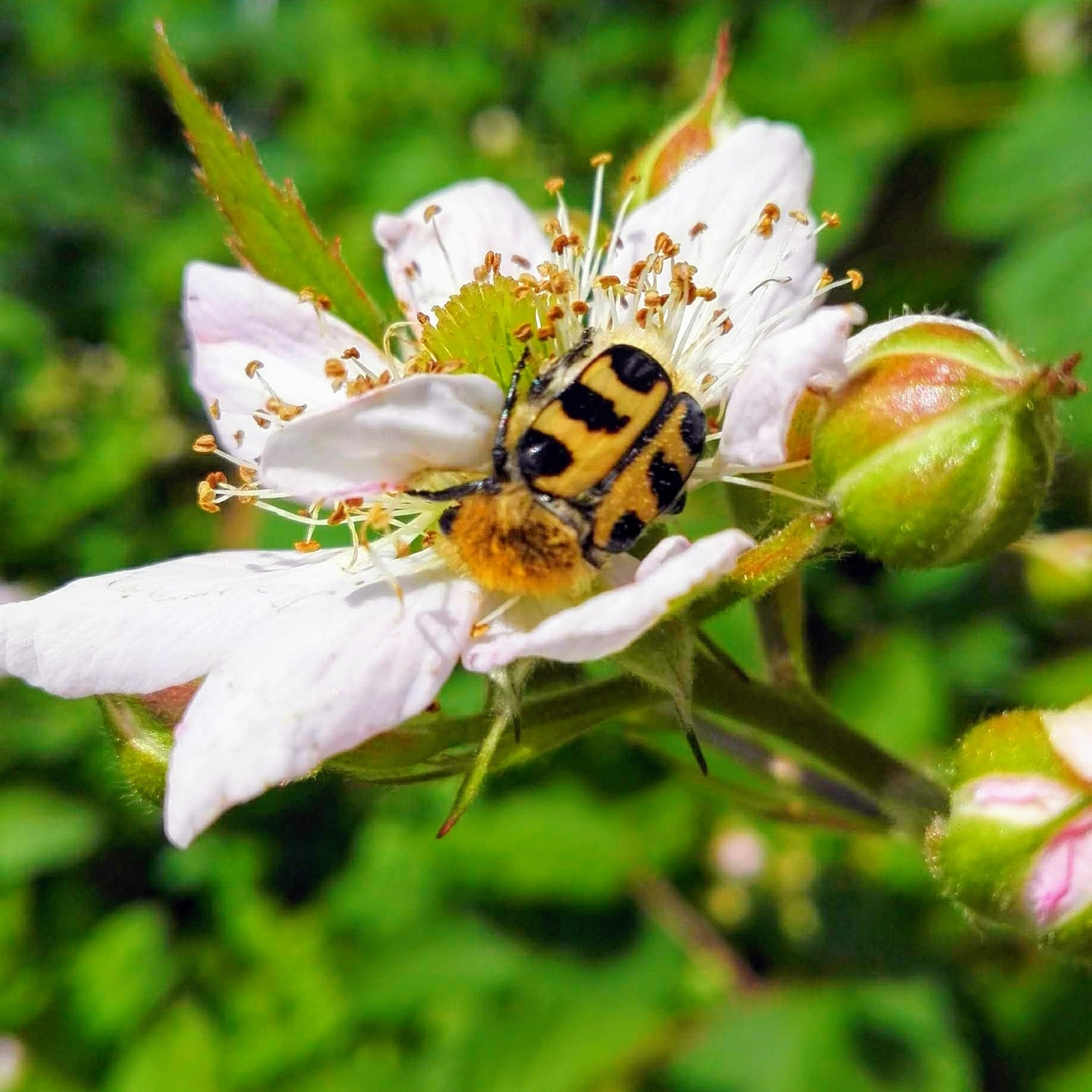 Insectes Du Jardin Inspirant Avis Et Photos De La Piscine De L Parque Vacacional Eden