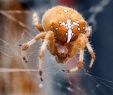 Insectes Du Jardin Inspirant Cross Spider Araa De La Cruz También Llamada Ara±a De
