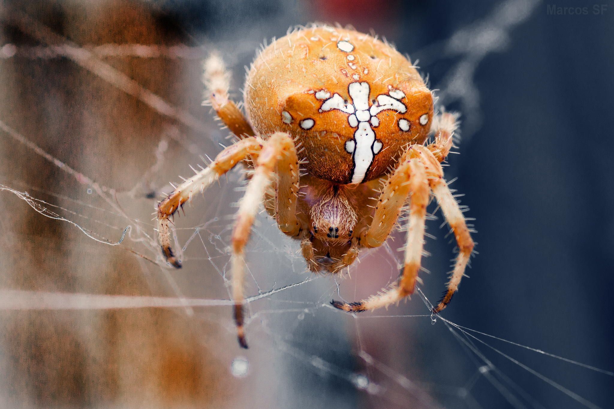 Insectes Du Jardin Inspirant Cross Spider Araa De La Cruz También Llamada Ara±a De