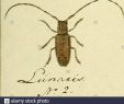 Insectes Du Jardin Inspirant Li 2 Stock S & Li 2 Stock Page 18 Alamy