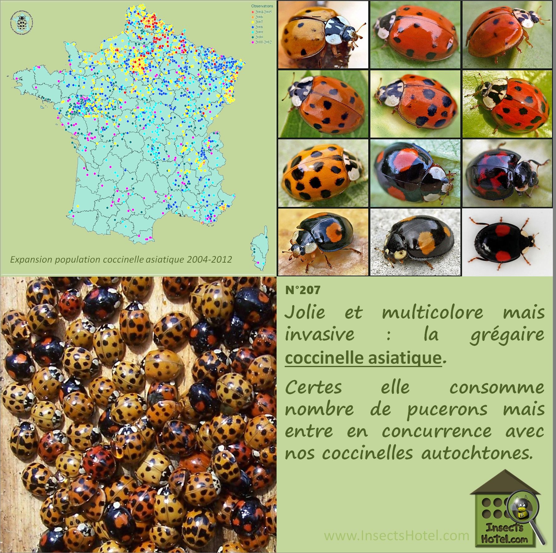 Insectes Du Jardin Luxe Coccinelle asiatique