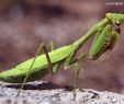 Insectes Du Jardin Luxe épinglé Par Hemmer Sur Insectes