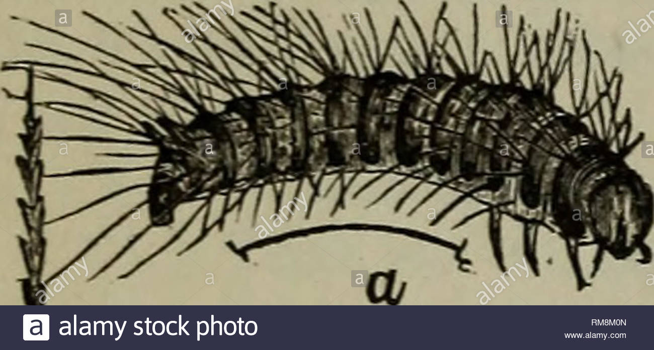 rapport annuel societe d entomologie de l ontario societe d entomologie de l ontario les insectes nuisibles les insectes 18 monsieur m bates a tout a fait raison de dire doryphora mangeront solanum dulcamara et datura stramonium ils ont prefere ces tomates dans le jardin de ray un ami les a trouves manger hyoscyamiis la saison actuelle semble tres favorable a la production de nematus et autres vers blancs de la destructrice et groseilles a maquereau h h croft ont quelques observations sur le bacon beetle dermestes lardarius par caroline e heustis st john n b de l entomolo rm8m0n