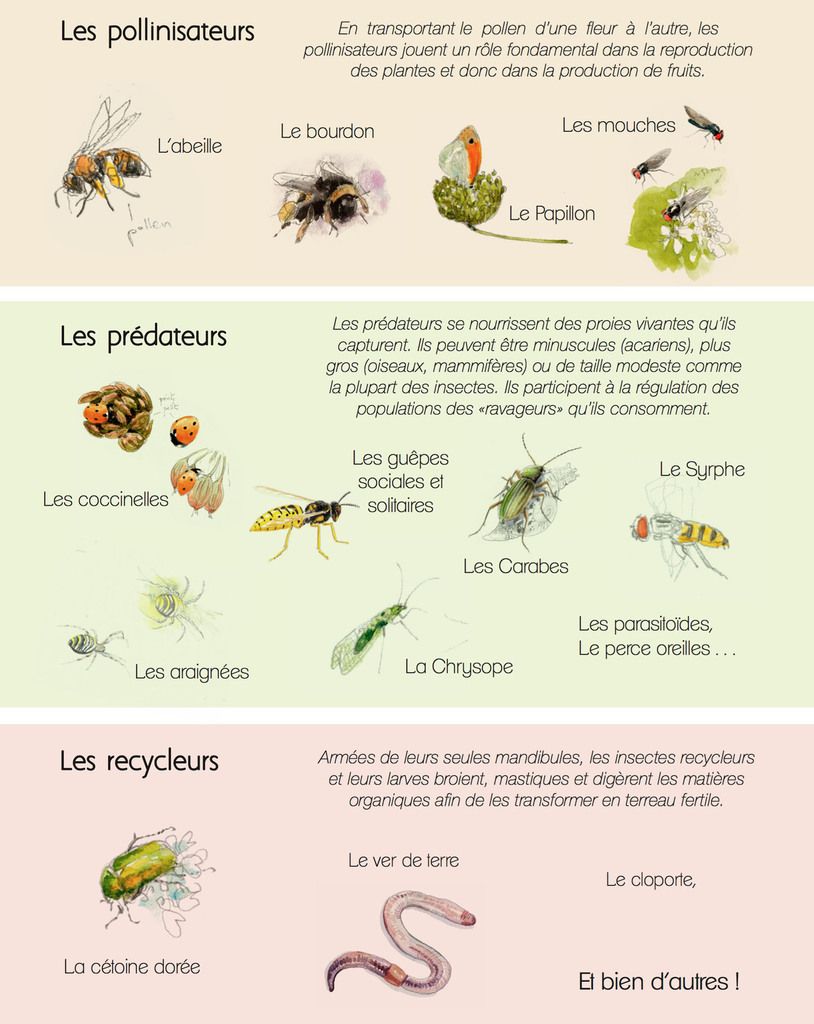 Insectes Du Jardin Unique Accueillir Les Insectes Au Jardin