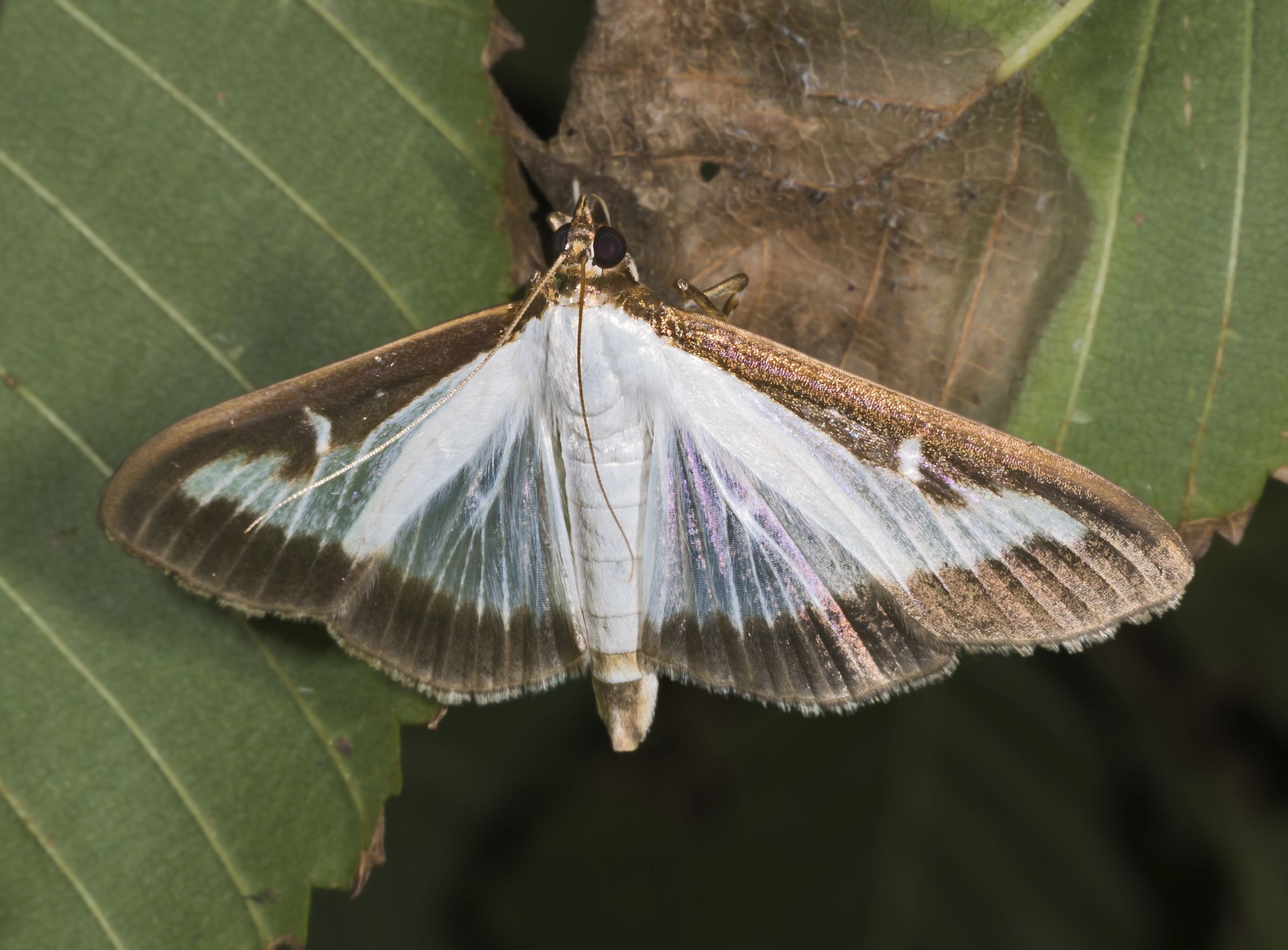 Cydalima perspectalis MHNT Imago