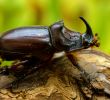 Insectes Du Jardin Unique Scarabée Rhinocéros Européen — Wikipédia