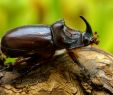 Insectes Du Jardin Unique Scarabée Rhinocéros Européen — Wikipédia