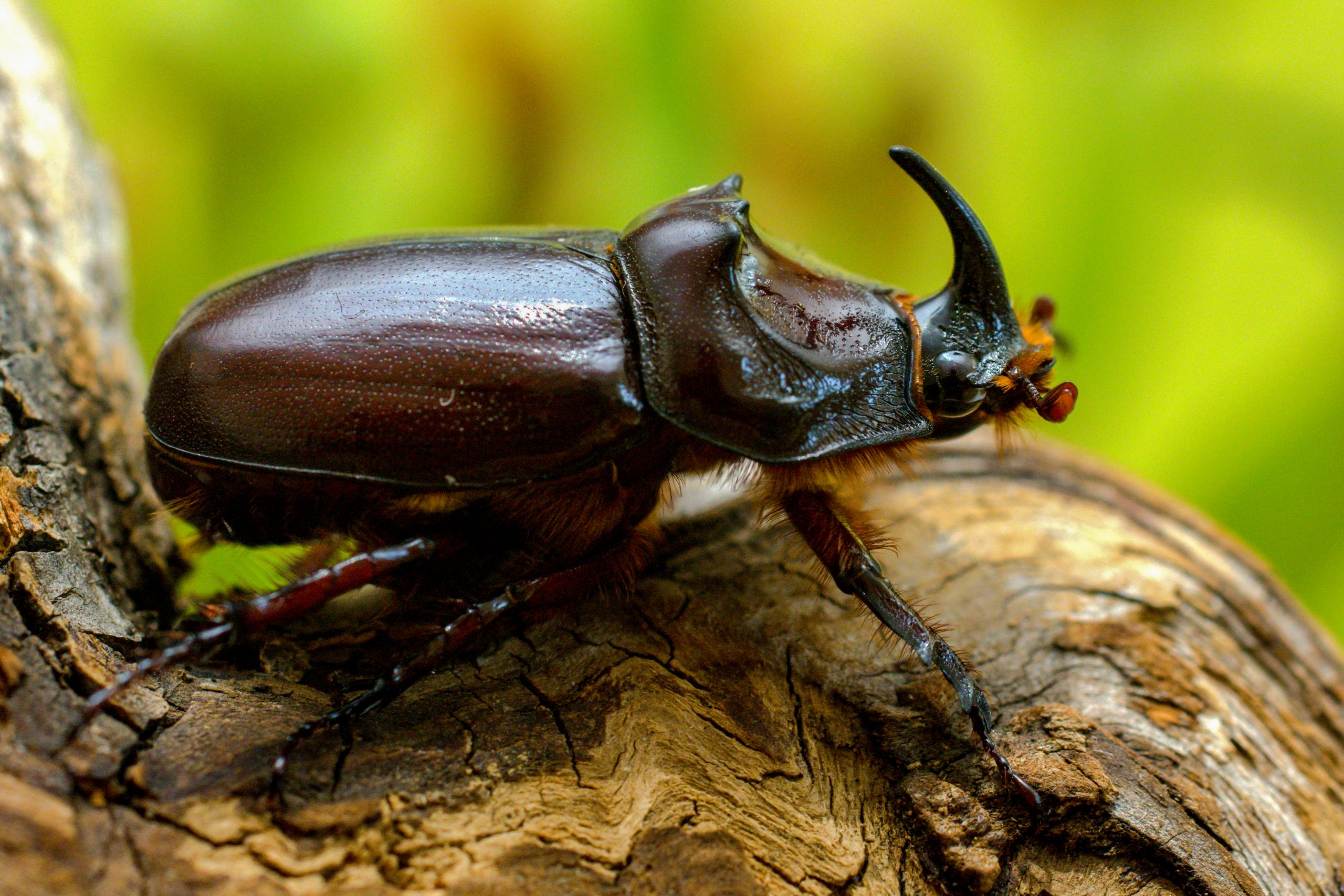 Insectes Du Jardin Unique Scarabée Rhinocéros Européen — Wikipédia