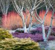 Intermarché Rouen Jardin Des Plantes Élégant 824 Best Garden & Plants Images In 2020