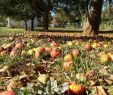 Intermarché Rouen Jardin Des Plantes Génial éducation Au Développement Durable