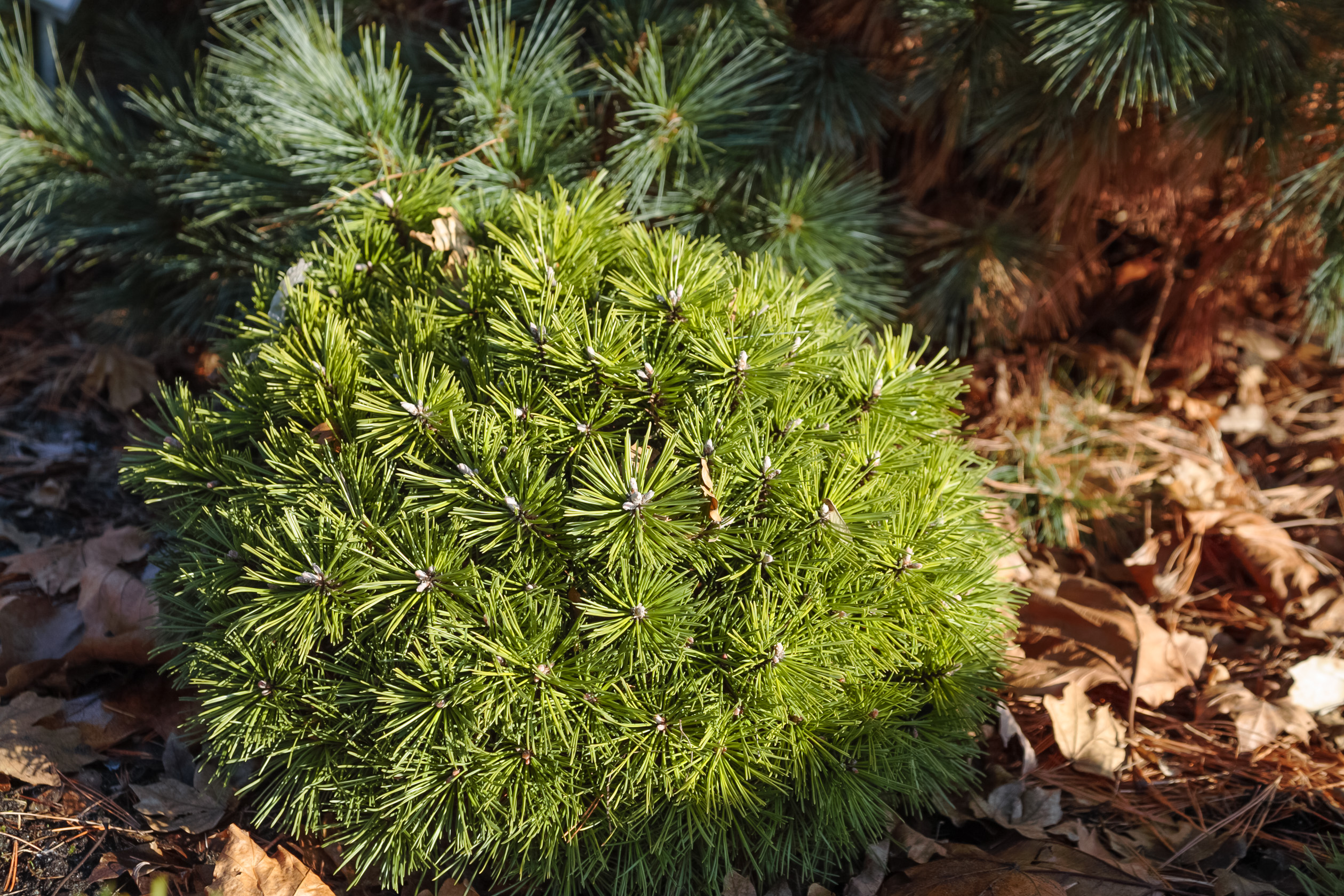 Jardiland Petite foret Beau Pin De Montagne Picobello Jardiland