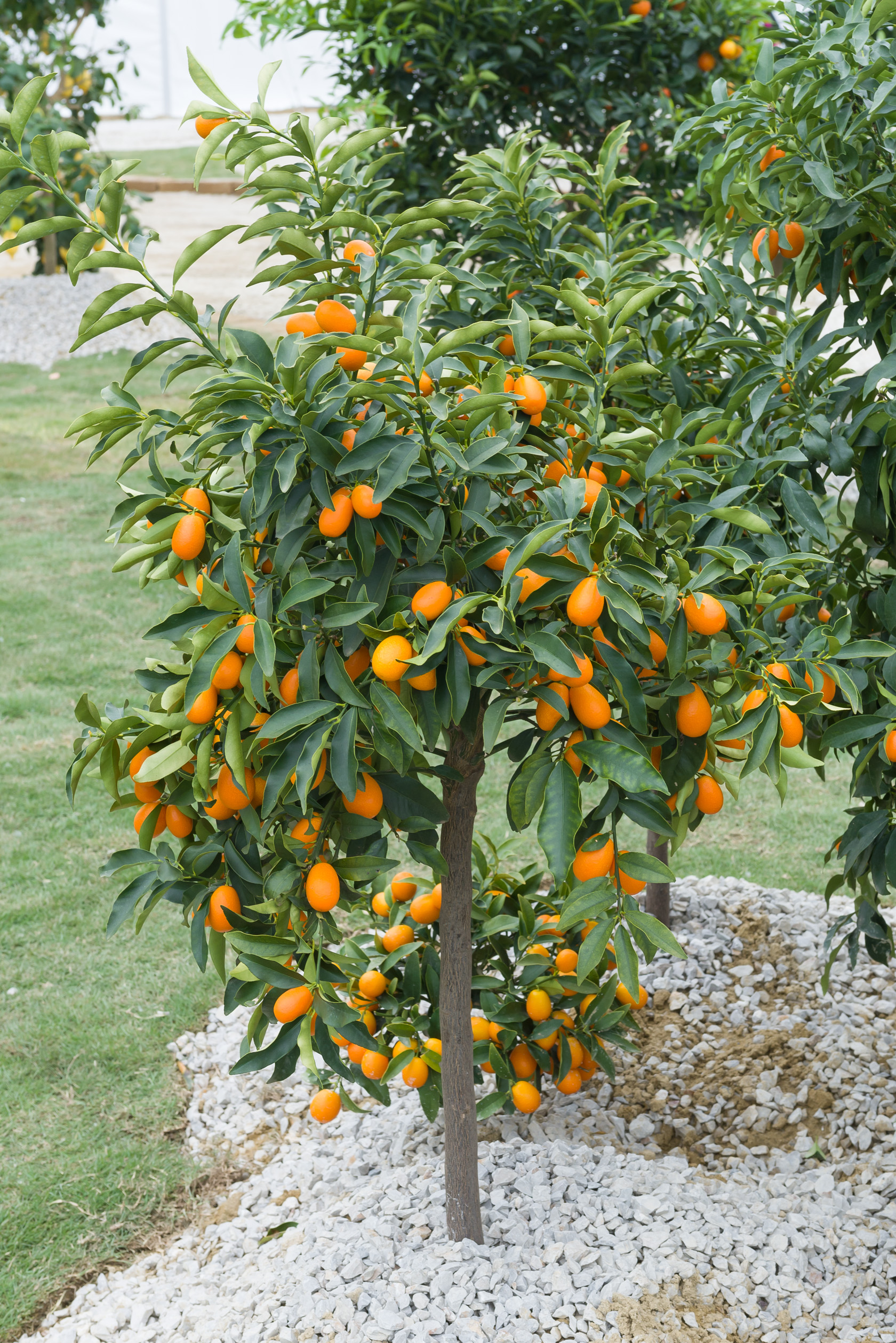 Jardiland Petite foret Élégant Kumquatier De Nagami Jardiland