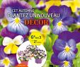 Jardiland Petite foret Luxe Calaméo Jardiland Cet Automne Plantez Un Nouveau Décor