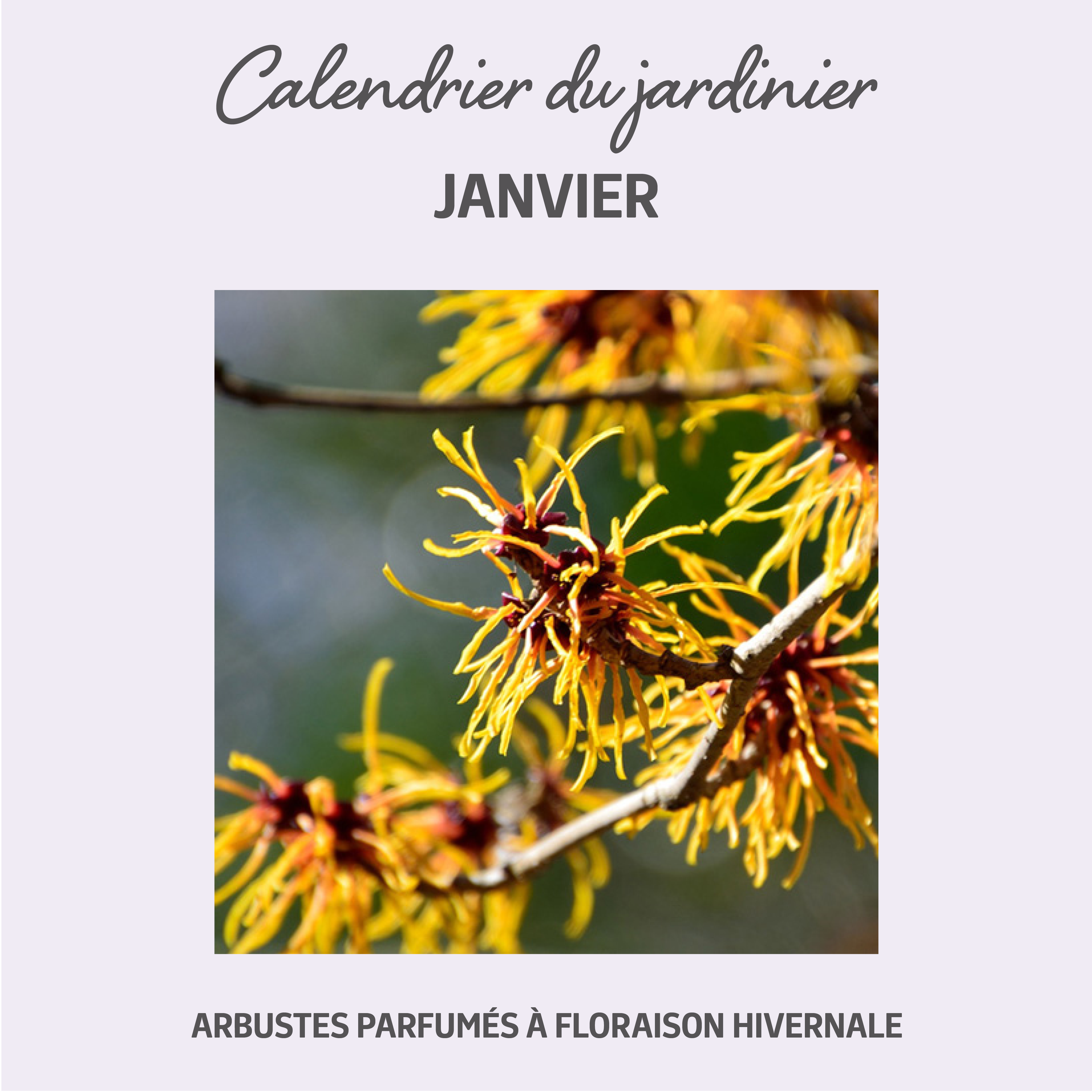 Jardiland Petite foret Nouveau Gardening Jardinier Jardin Arbustes Floraison Hiver