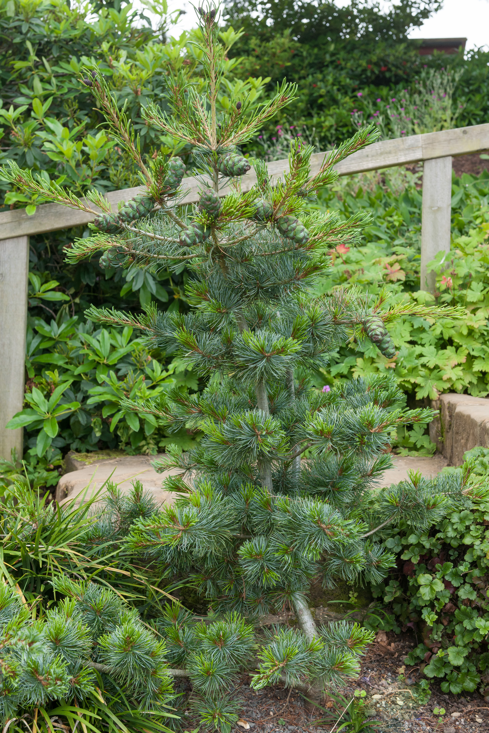 Jardiland Petite foret Nouveau Pin Blanc Du Japon Negishi Jardiland