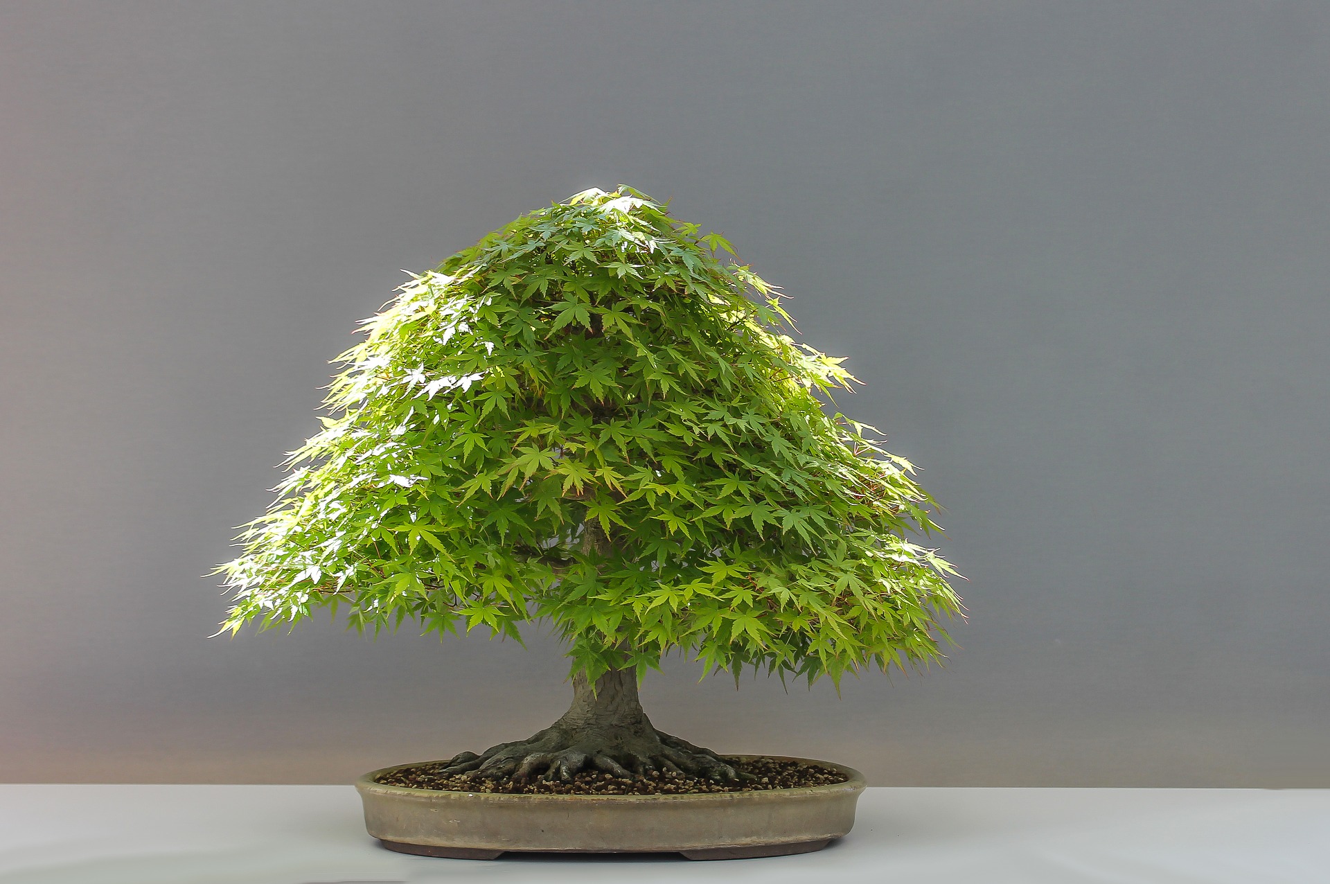 bonsai 1920