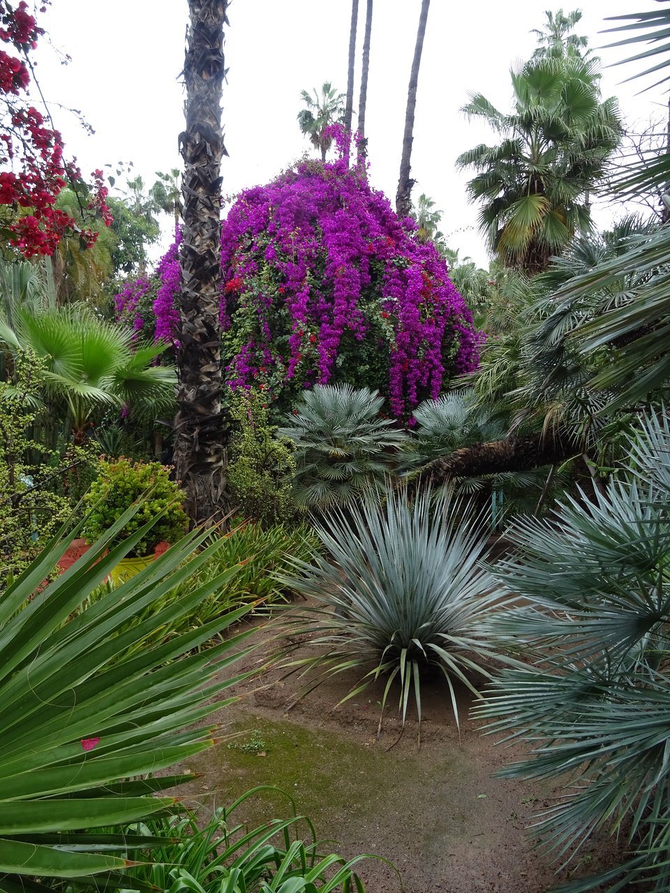 Jardin Arcadie Élégant Jardin Majorelle Marrakech 2020 All You Need to Know