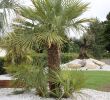 Jardin Autour Piscine Charmant Album Olivier Et Palmier Arbor Mineral Paysagiste