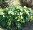 Jardin Botanique Barcelone Beau File Phlomis Bovei Subsp Maroccana Jard­n Botánico De