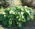 Jardin Botanique Barcelone Beau File Phlomis Bovei Subsp Maroccana Jard­n Botánico De