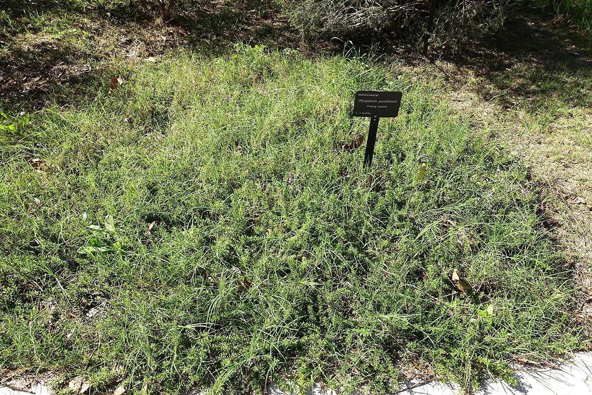 1200px Myoporum parvifolium Jardn Botánico de Barcelona Barcelona Spain DSC JPG